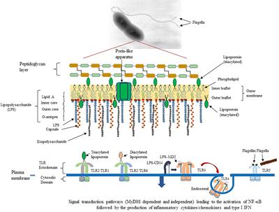 Activation of Toll-Like Receptors by Live Gram-Negative Bacterial Pathogens Reveals Mitigation of TLR4 Responses and Activation of TLR5 by Flagella